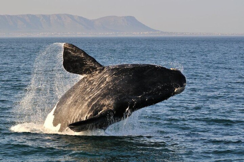 Southern Right whale breaching 