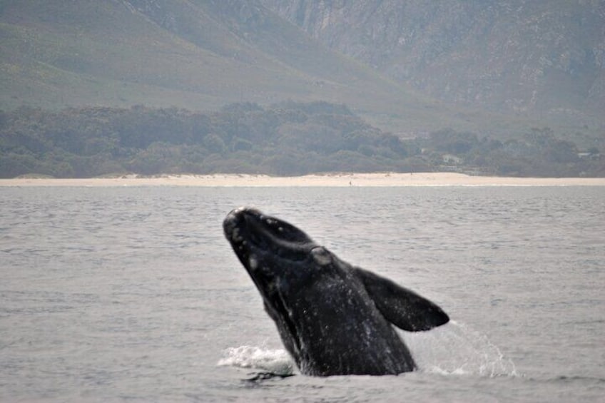 Whale breaching 