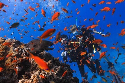 Red Sea Full-Day Introduction to Scuba Diving