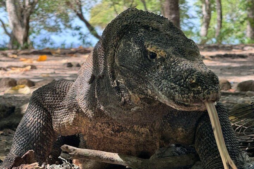Komodo dragon