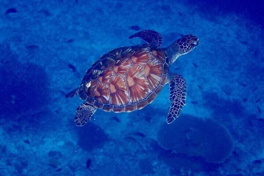 Turtle