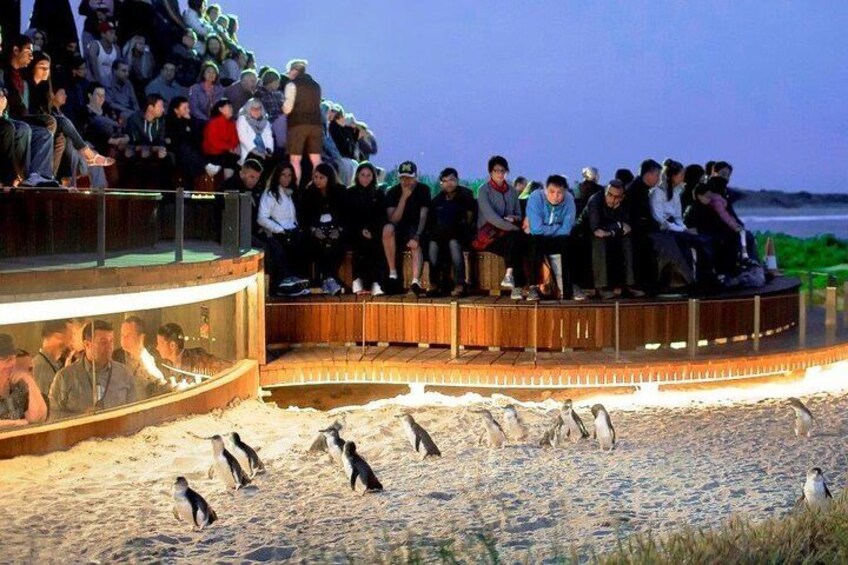 Penguin Parade Phillip Island