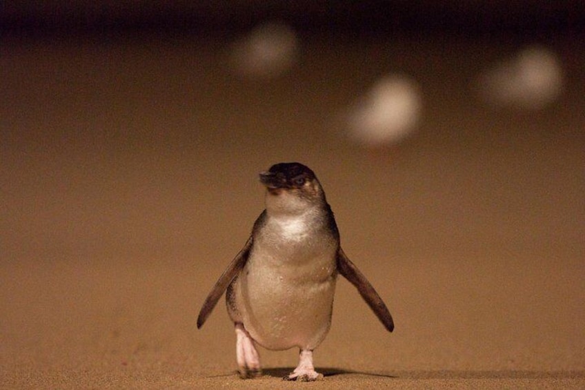 Phillip Island Nature Parks