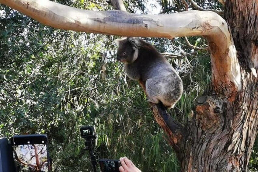 Get up close with a Koala