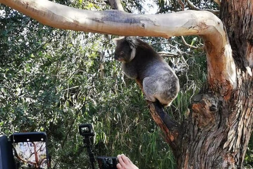 Get up close with a Koala