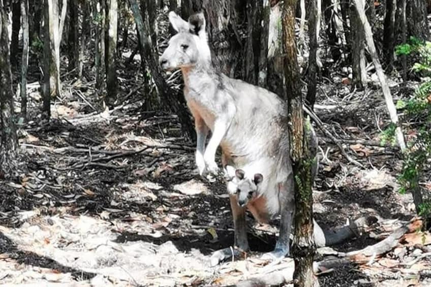 Meet a wild Kangaroo and her and little Joey