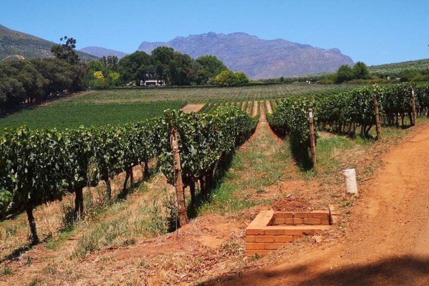 Stellenbosch Vineyards