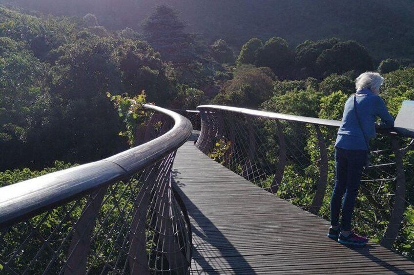 Viewpoint from the canopy at Kirstenbosch Botanical Gardens