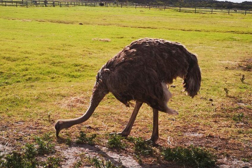 Ostrich at Cape of Good Hope