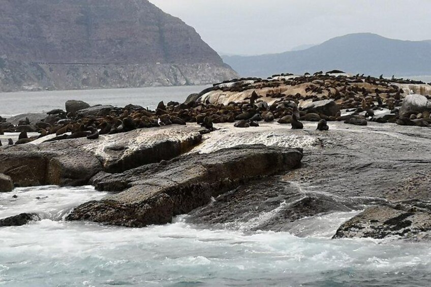 Seal Island Hout Bay