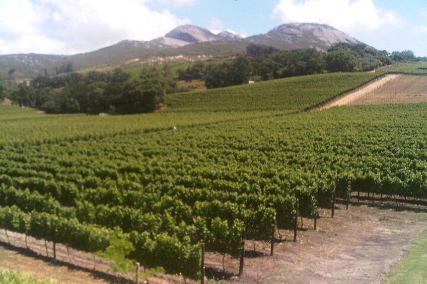 Vineyards in the Paarl region