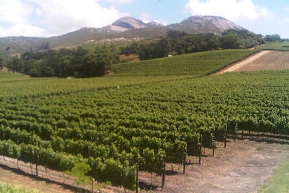 Private Cape Winelands Guided Day Tour from Stellenbosch OR Franschhoek OR ...