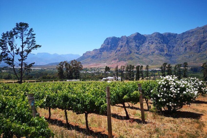 Franschhoek Vineyards