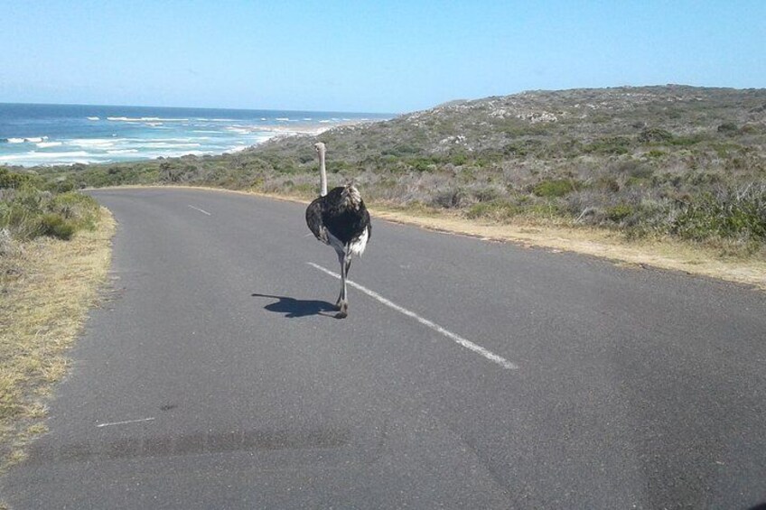 Ostrich Cape of Good Hope