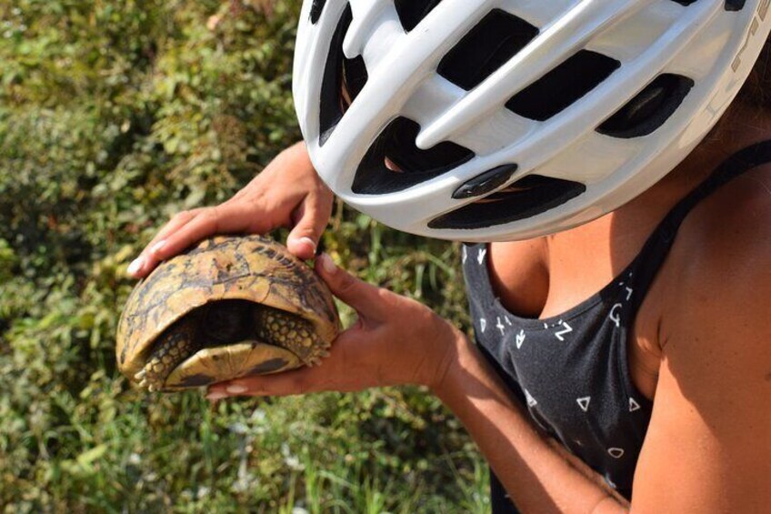 The Pontic Wildlife