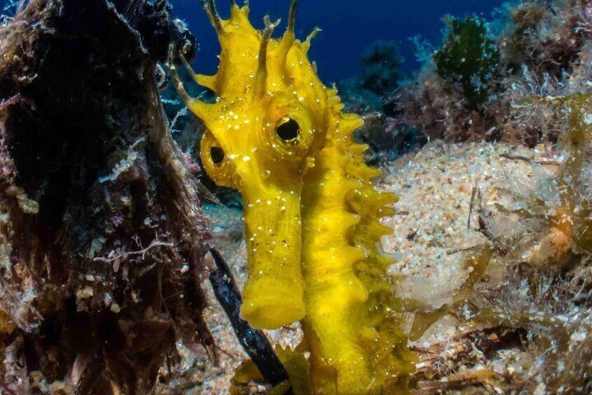 Discover Scuba Diving PADI