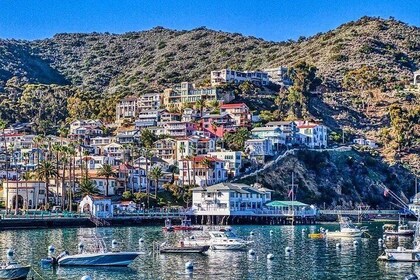 Entdecken Sie Avalon: Catalina Scenic Tour