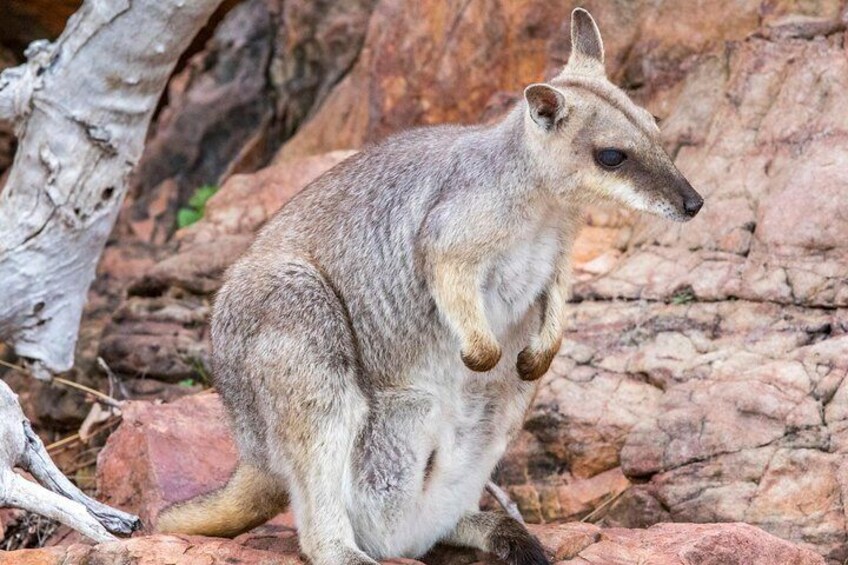 Rock Wallaby