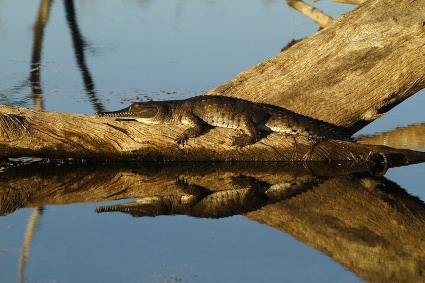 Freshwater Crocodile