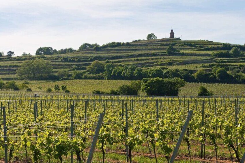 Wine regions near Frankfurt