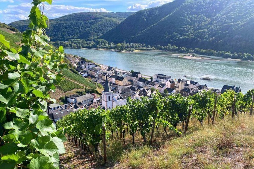 Grape views over the Rhine Valley 