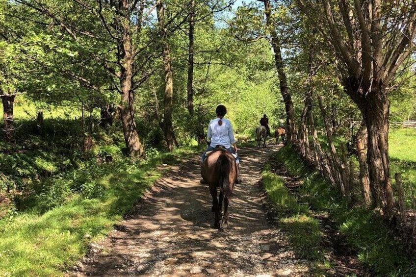 Horseback riding adventure tour through Brasov landscape