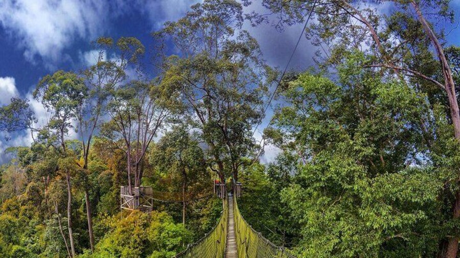 Borneo Tropical Rainforest Tour