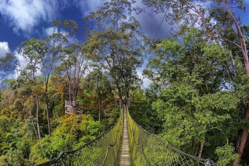 Borneo Tropical Rainforest Tour