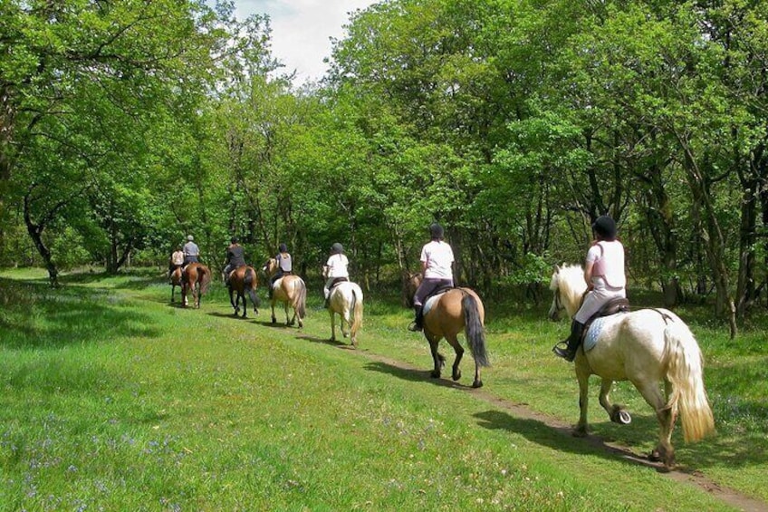 Day Trip: Gubbio Private Tour with lunch in Wine Cellar + Horseback ride 