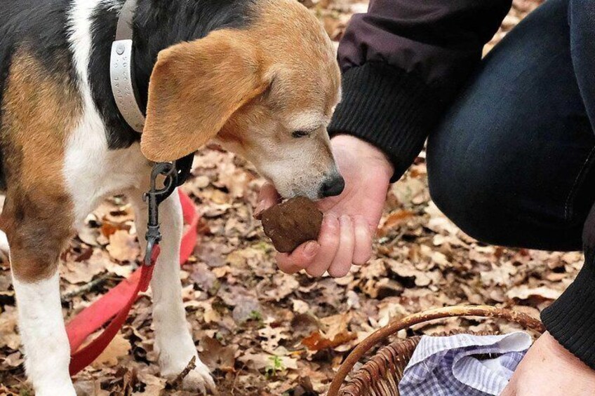 Day Trip: Truffle Hunting With Lunch and Spoleto Guided Tour