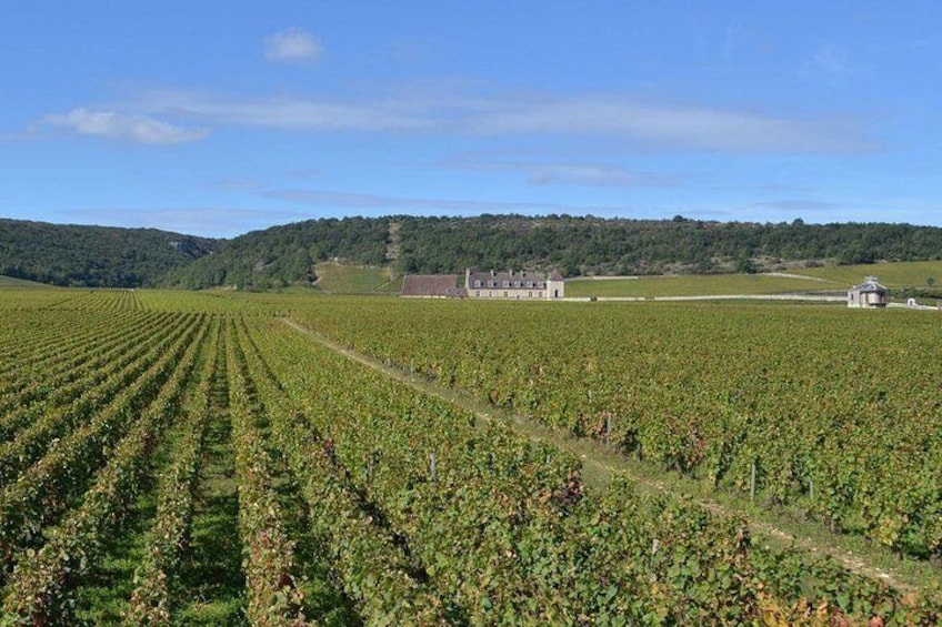 Small-Group Full-Day Tour of Côte de Nuits, Côte de Beaune Vineyards and Beaune Historical District