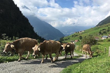Swiss mountain farming, visit the remote homes, caress cattle, enjoy cheese