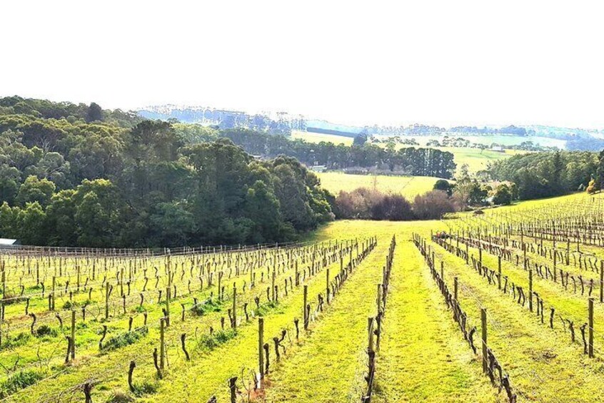 Private Tailored Yarra Valley Wine Tour or Mornington up to 7 people