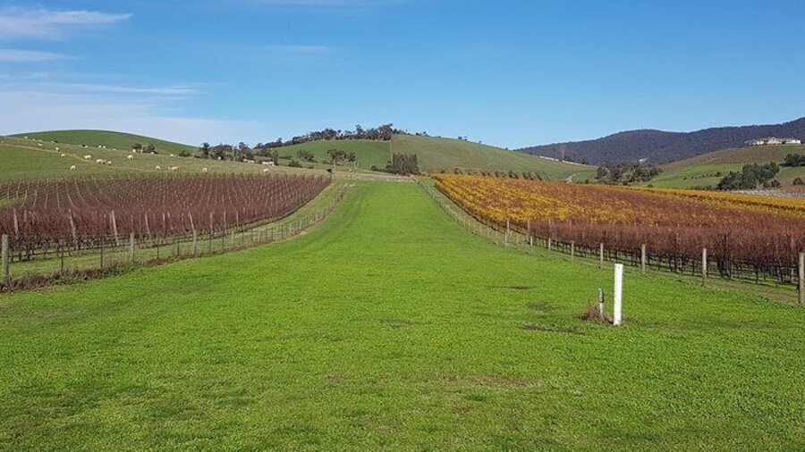 Yarra Valley Private Tour