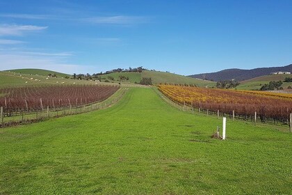 Private, Luxury and Tailored Yarra Valley Wine Tour