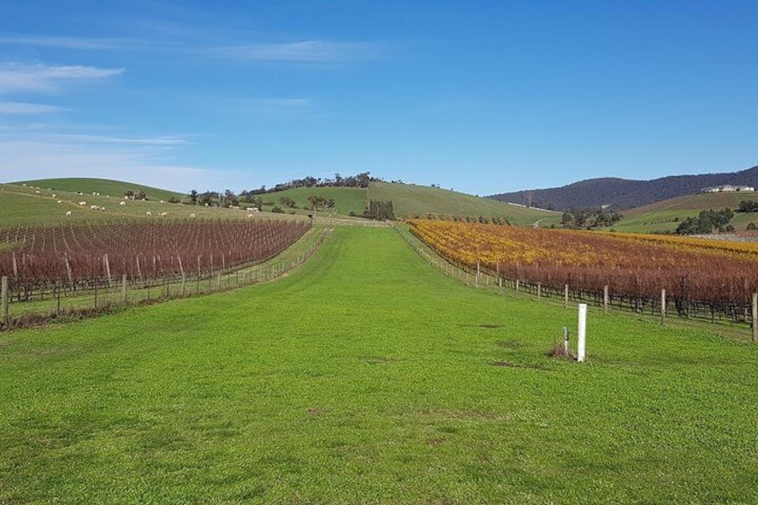 Private Tailored Yarra Valley Wine Tour or Mornington up to 7 people
