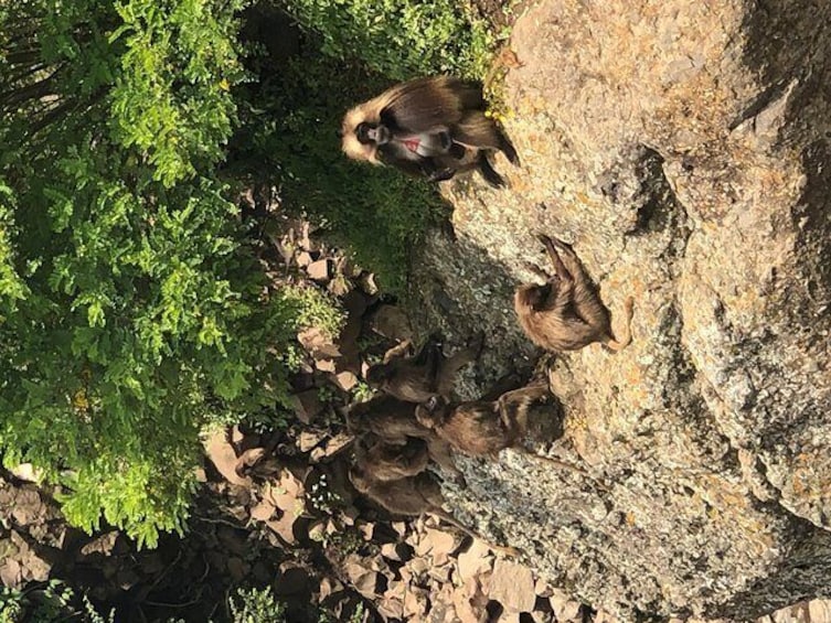 DAY TRIP TO Debre Libanos Monastery Cave Church Nature and Wildlife