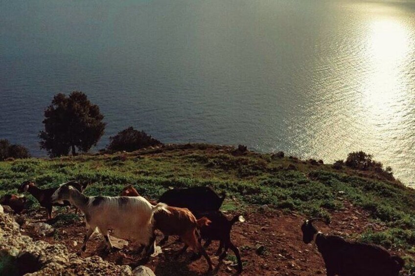 Hiking the Path of the Gods: Scenic Amalfi Coast Trek 