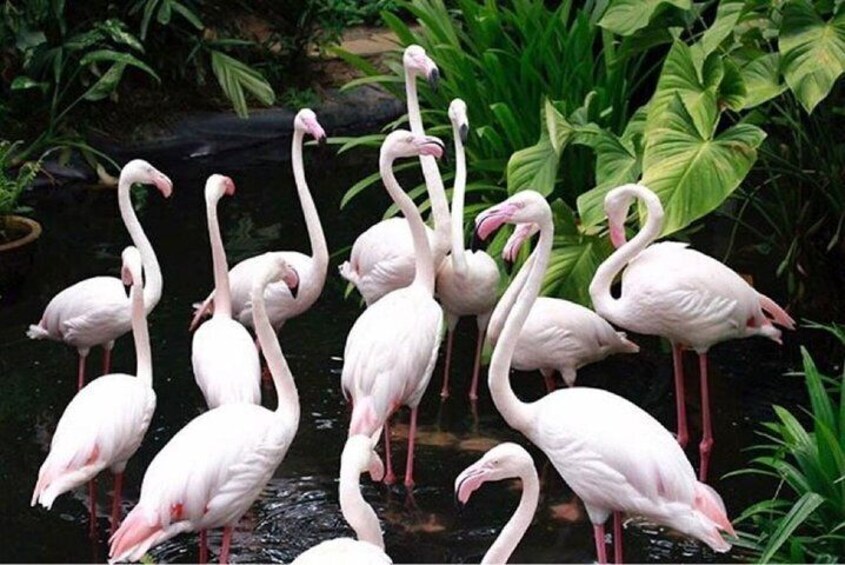 flamingos