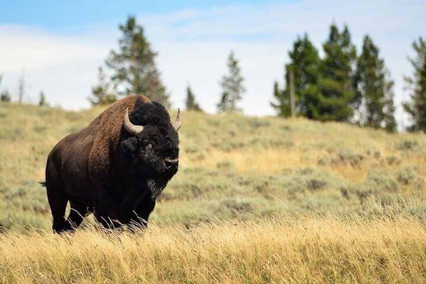 Private Yellowstone Wildlife Sightseeing Tour