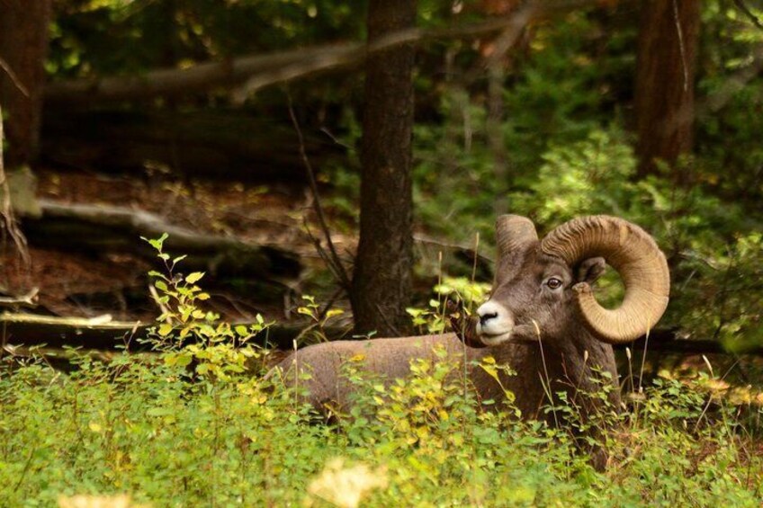 Private Yellowstone Wildlife Sightseeing Tour