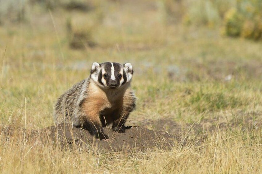 Private Yellowstone Wildlife Sightseeing Tour