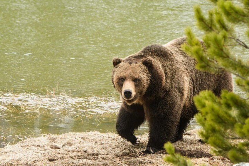 Private Yellowstone Wildlife Sightseeing Tour