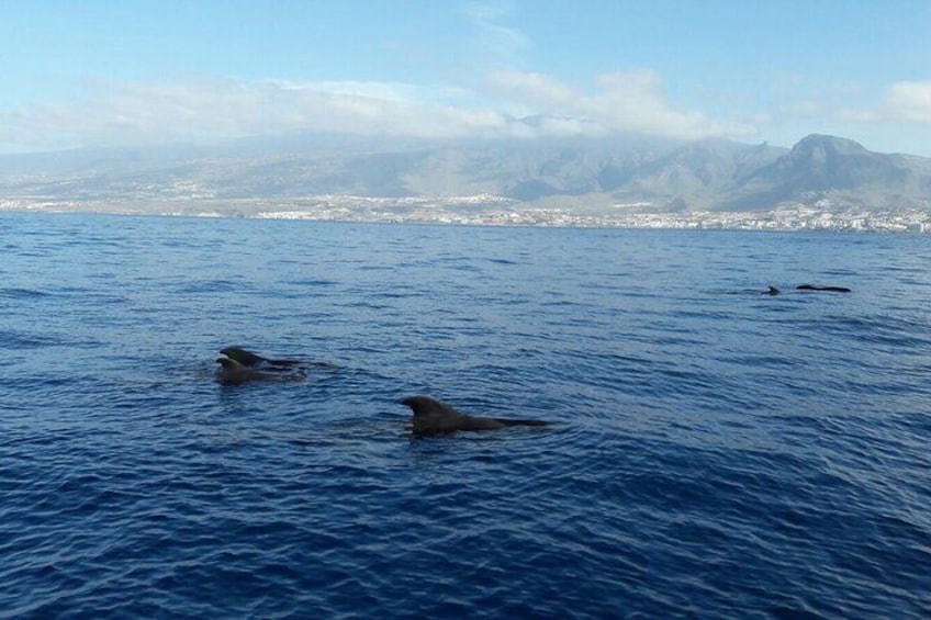 Tenerife 3-Hour Luxury Sailboat Tour with Bath and Food On Board