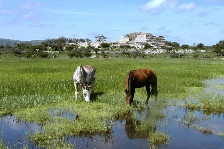 Wild horses drinking from the lush ground near the pyramid.