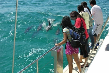 Dolphin Watch + Sailing - Port Stephens