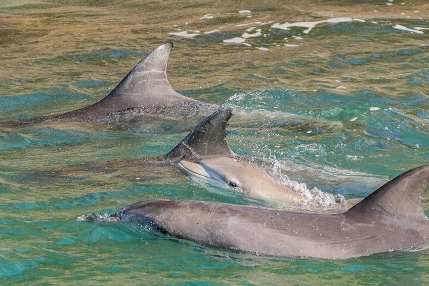 Dolphin Watch + Sailing - Port Stephens