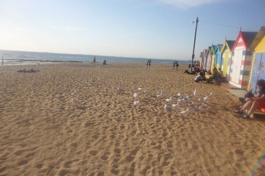 Brighton beach houses with beautiful beach. 