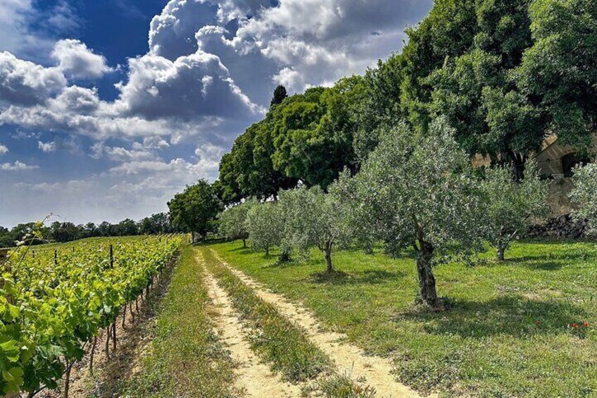 Two intensive days discovering the wine region of Provence, renowned for the excellence of their rosé wines, but also exceptional red & white wines from Cassis on the coast, Mt St Victoire, Cote d'Aix