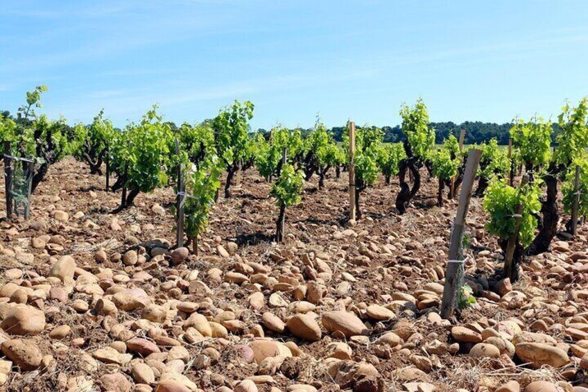 Two intensive days visiting the most famous vineyards of the Châteauneuf-du-Pape & Rhône valley appellation with lunch at two local restaurants with wine paring.